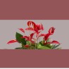 ANTHURIUM BANDEROLA V17 +VASO