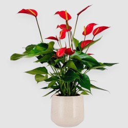 ANTHURIUM BANDEROLA V14 +VASO