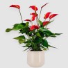 ANTHURIUM BANDEROLA V14 +VASO