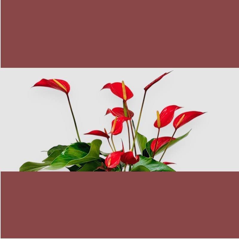 ANTHURIUM BANDEROLA V14 +VASO
