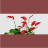 ANTHURIUM BANDEROLA V14 +VASO