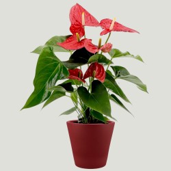 ANTHURIUM ROSSO V14 +VASE