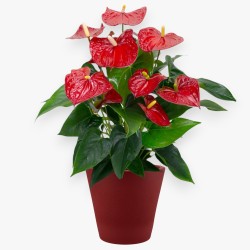 ANTHURIUM ROSSO V17 +VASE