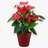 ANTHURIUM ROSSO V17 +VASO