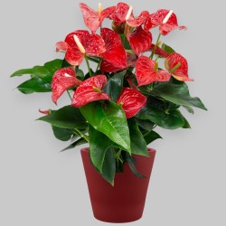 ANTHURIUM ROSSO V21 +VASE