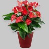 ANTHURIUM ROSSO V21 +VASO