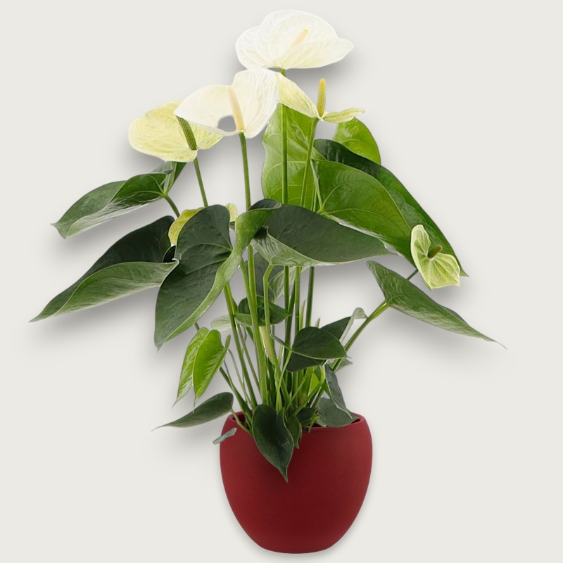 ANTHURIUM BIANCO V14 +VASO
