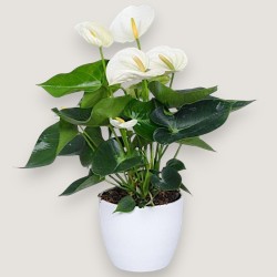 ANTHURIUM BIANCO V14 +VASO