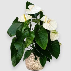ANTHURIUM WHITE V17 +VASE