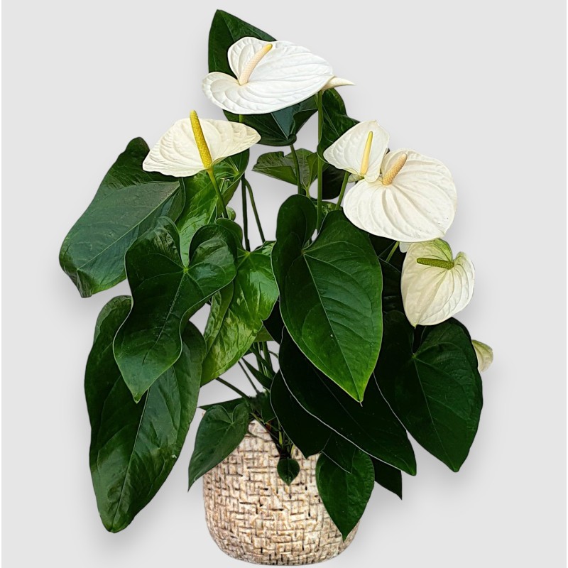 ANTHURIUM BIANCO V17 +VASO