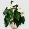 ANTHURIUM BIANCO V17 +VASO