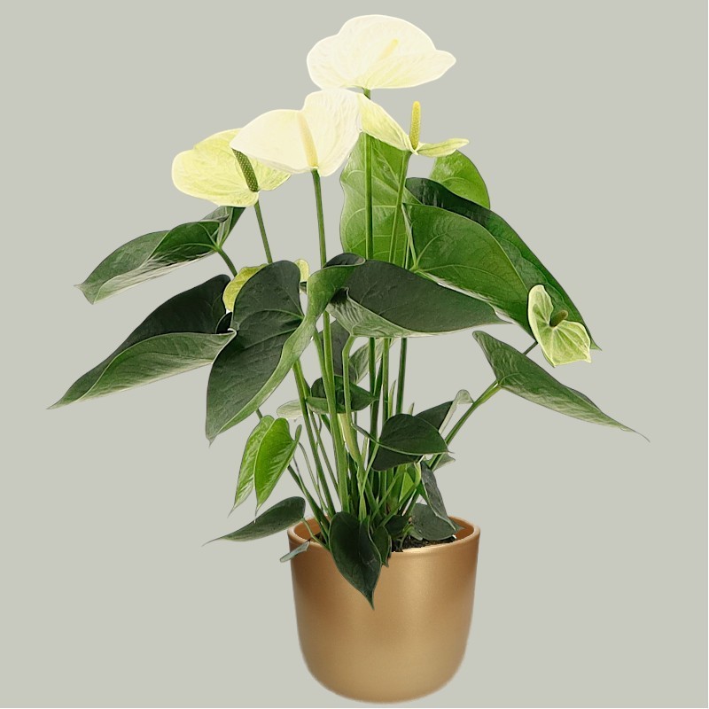 ANTHURIUM WHITE V14 +VASE
