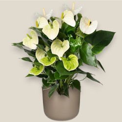 ANTHURIUM WHITE V21 +VASE