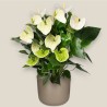 ANTHURIUM BIANCO V21 +VASO