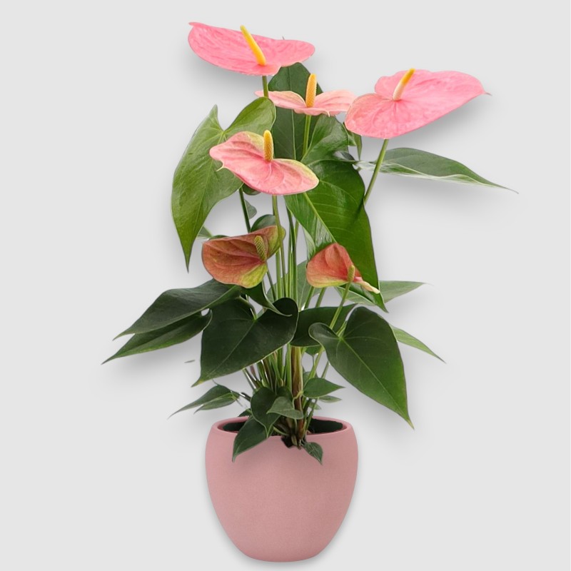 ANTHURIUM ROSA V14 +VASO