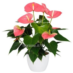 ANTHURIUM ROSA V14 +VASO