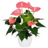 ANTHURIUM ROSA V14 +VASO