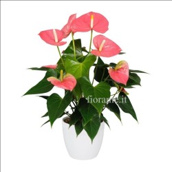 ANTHURIUM ROSA V14 +VASO