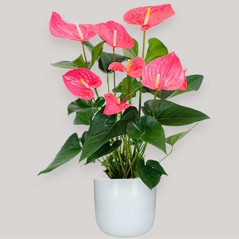 ANTHURIUM ROSA V17 +VASO