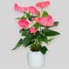 ANTHURIUM ROSA V17 +VASO