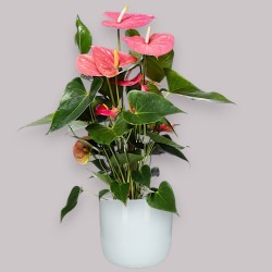 ANTHURIUM ROSA V17 +VASO