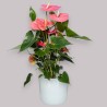ANTHURIUM ROSA V17 +VASO