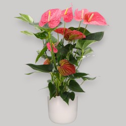 ANTHURIUM ROSA V17 +VASO