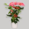 ANTHURIUM ROSA V17 +VASO