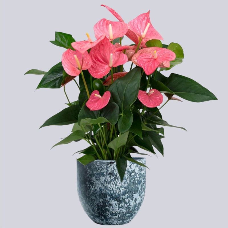 ANTHURIUM ROSA V21 +VASO