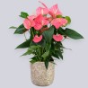 ANTHURIUM ROSA V21 +VASO