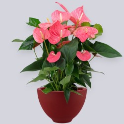 ANTHURIUM ROSA V21 +VASO