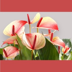 ANTHURIUM MYSTIQUE V17 +VASE