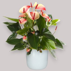 ANTHURIUM MYSTIQUE V17 +VASO