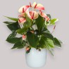 ANTHURIUM MYSTIQUE V17 +VASO