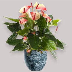 ANTHURIUM MYSTIQUE V17 +VASO