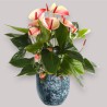 ANTHURIUM MYSTIQUE V17 +VASO