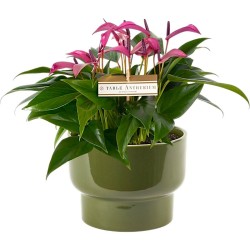 ANTHURIUM ZIZOU V17 +VASE