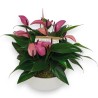 ANTHURIUM ZIZOU V17 +VASO