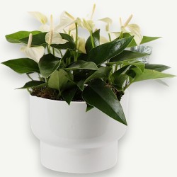 ANTHURIUM W.CHAMPION V17 +VASE