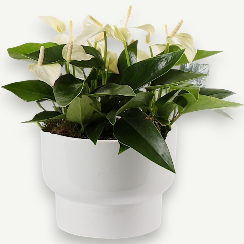 ANTHURIUM W.CHAMPION V17 +VASO