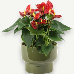 ANTHURIUM R.CHAMPION V17 +VASE
