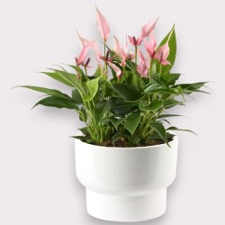 ANTHURIUM LILLI V17 +VASO