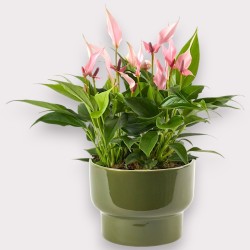 ANTHURIUM LILLI V17 +VASO