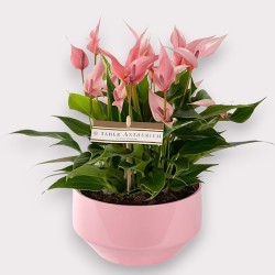 ANTHURIUM LILLI V17 +VASE