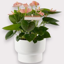 ANTHURIUM SPIRIT V17 +VASE