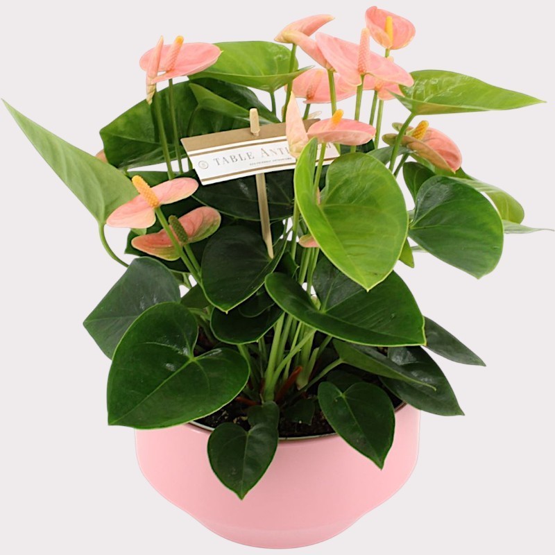 ANTHURIUM SPIRIT V17 +VASO