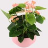 ANTHURIUM SPIRIT V17 +VASO