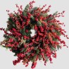CORONA ILEX €64-115