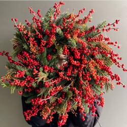 CORONA ILEX €64-115