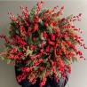 CORONA ILEX €64-115